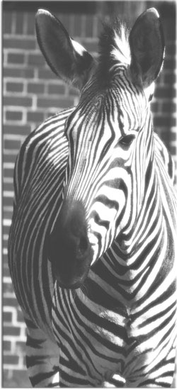 fototapety na szyby zebra